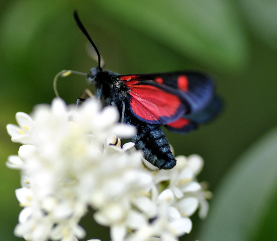 Zygaena lonicerae? S !